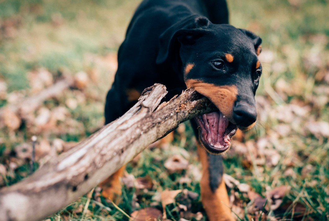Michigan Dog Bite Lawyer