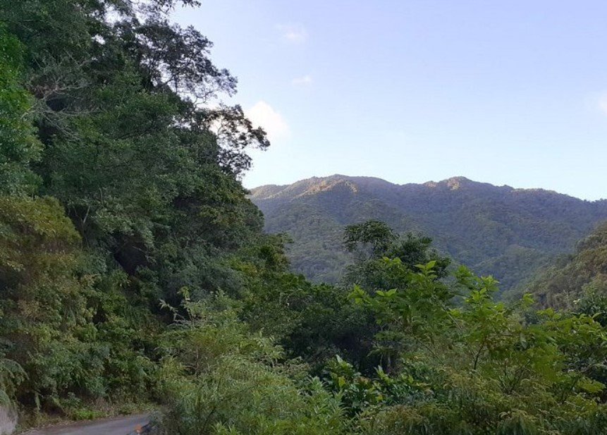 Tonghou Forest Road